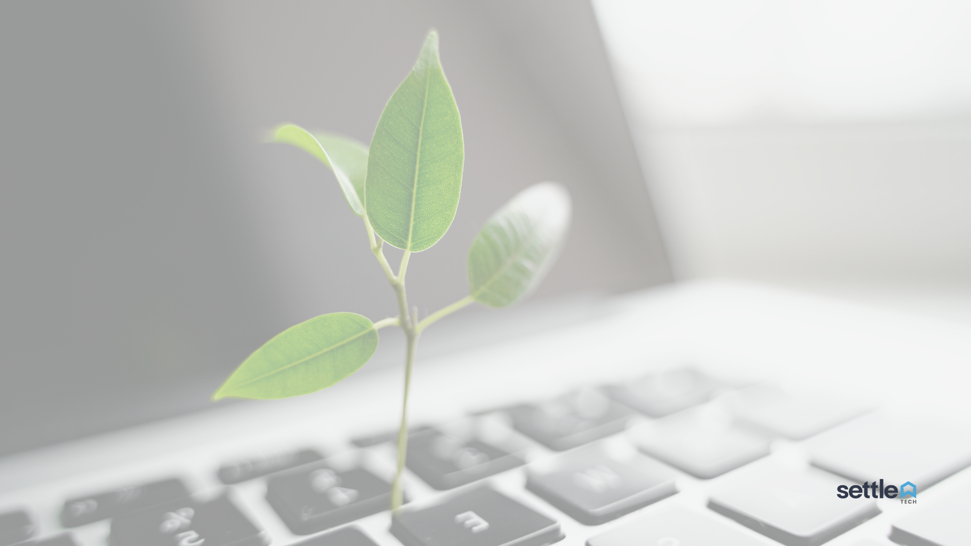 Laptop with plant growing